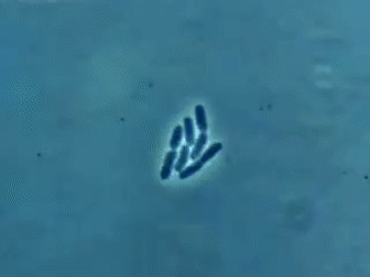 Little known fact: fork is the basis for life.